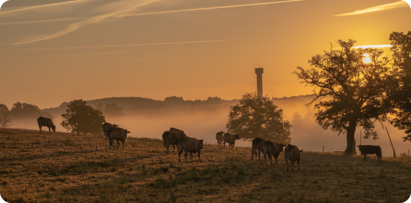 amazing shot farmland with cows sunset