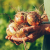 aged woman holds onion her hands closeup