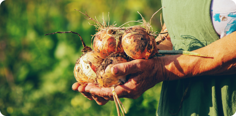 aged woman holds onion her hands closeup