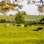 horses grazing field