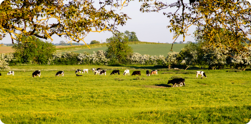 horses grazing field